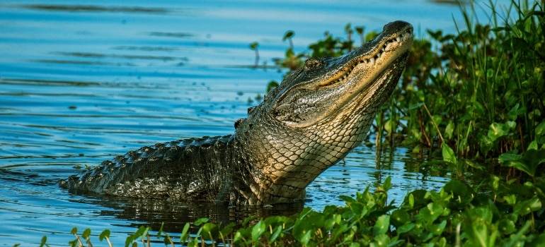 Everglades alligator in the water.