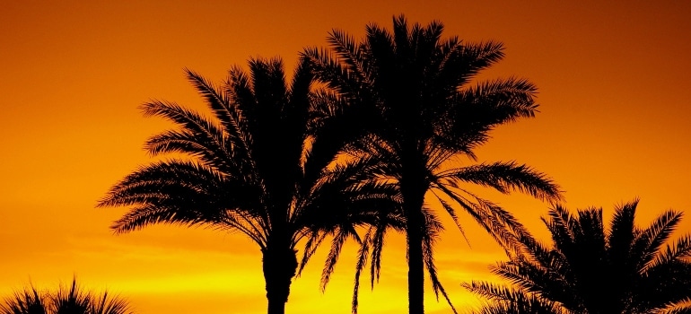 A sunset and palm trees.