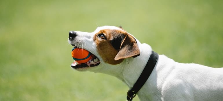 A close up of a Jack Russel with a ball in its mouth.