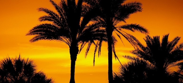 Palm trees in the sunset.