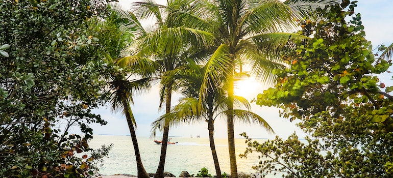 A beach with palm trees.