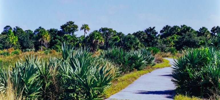 A path in the middle of a grassy area