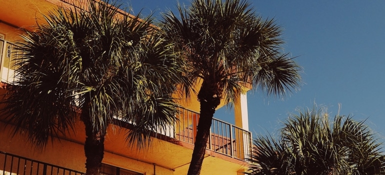 A palm tree beside building