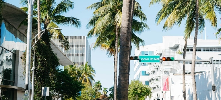 A palm tree on the side of the road