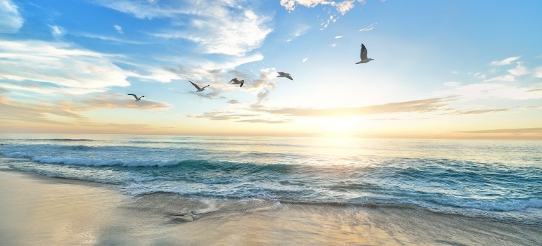 Birds flying above the sea