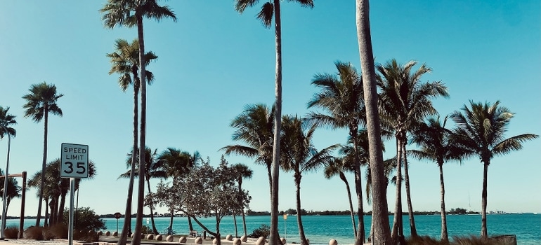 Palm trees by the beach