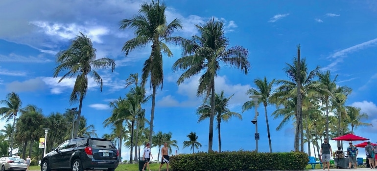 Car and palm trees