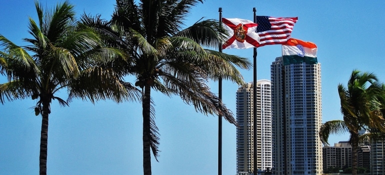 Flags beside palm trees in Miami which is one of the best places in Florida for remote workers