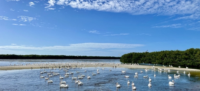 Sanibel Florida Pelicans Sanctuary