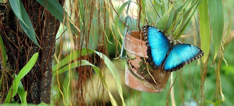 Blue butterfly on the plant