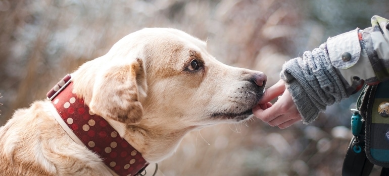 A person giving his dog a treat after relocating to Sunrise FL