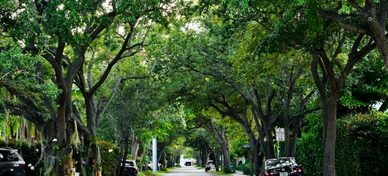 Trees in Florida