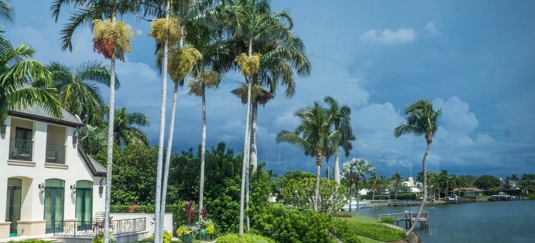 Palm trees near the house - sight after moving to Pembroke Pines