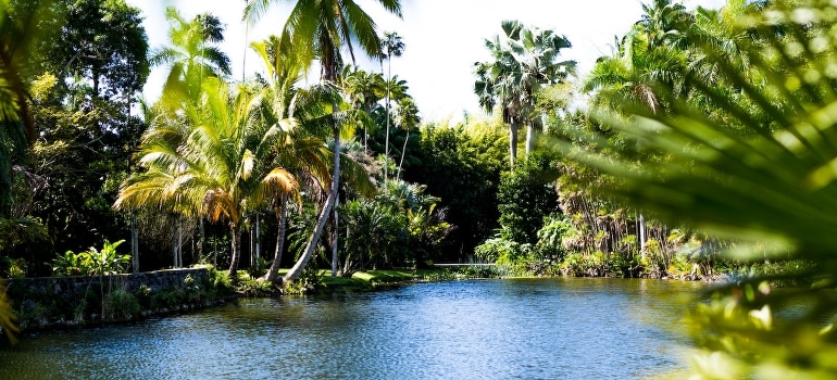 A body of water surrounded by palm trees