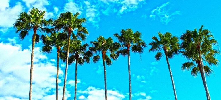 Palm Trees in Florida