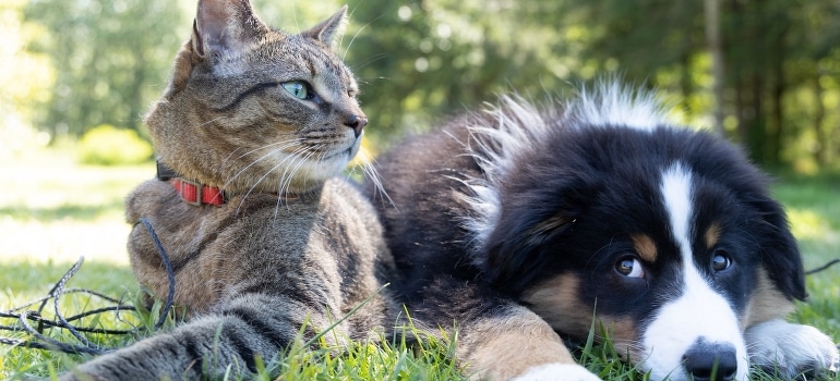 A dog and a cat lying in the grass after the move to Miami with your pet