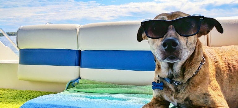 A dog wearing sunglasses