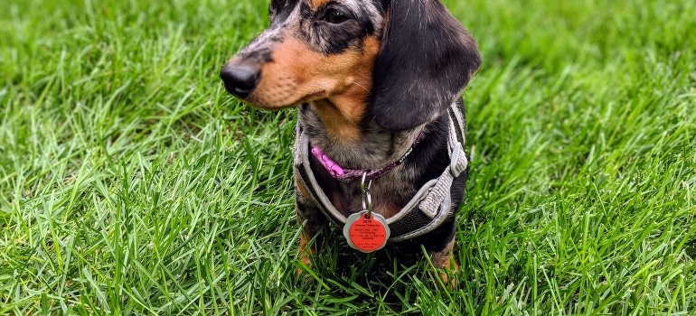 A dog with a necklace in Oakland Park