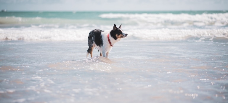 A dog at the beach after the move to Miami with your pet