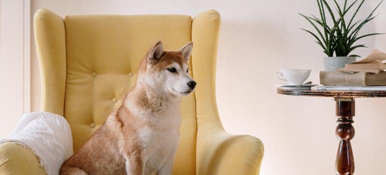 shiba inu sitting on a chair