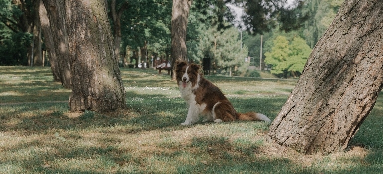 A dog sitting in park