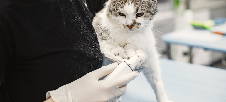 A white cat held by a vet after the move to Miami with your pet