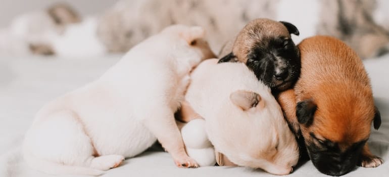 puppies