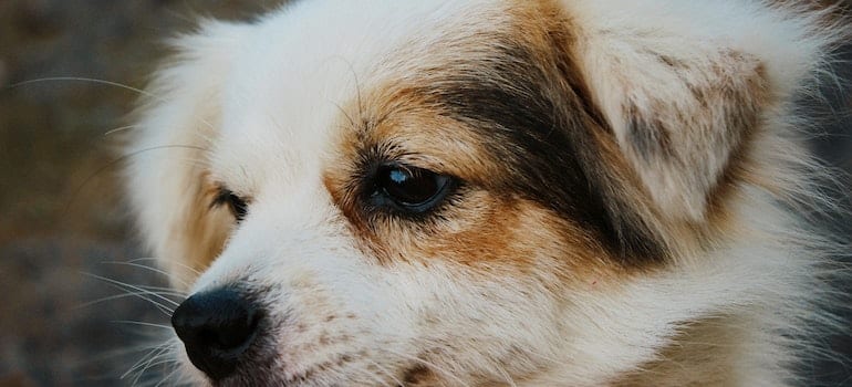 a closeup shot of a puppy in one of the best cities in florida for dog owners