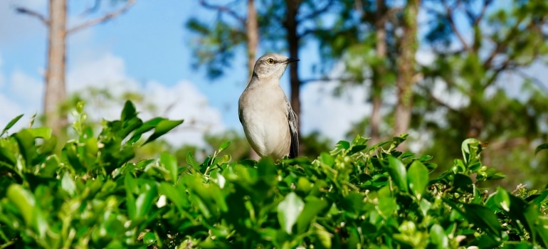 A gray bird on green plant in Boca Raton