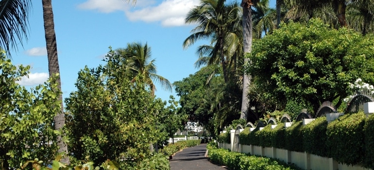 Palm trees in West Palm Beach