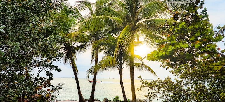 Palm trees on the beach