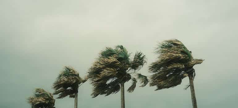 Palm trees during hurricane