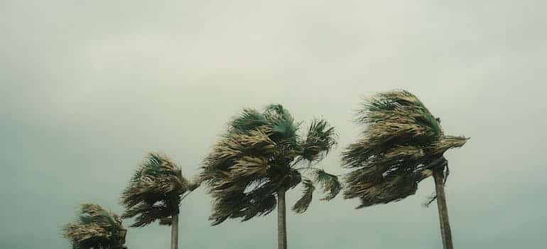 Palm trees during hurricane 
