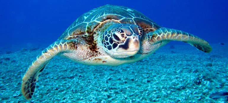 Sea turtle 