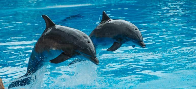 Two dolphins 