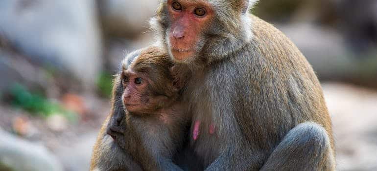 Two monkeys 