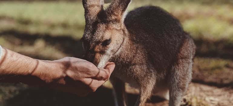 A person feeding kangaroo in one of the spots to explore in Miami