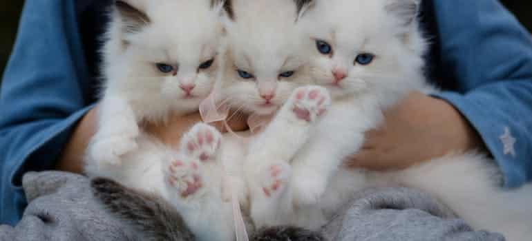 A person holding kittens, getting ready for moving to Pompano Beach with pets