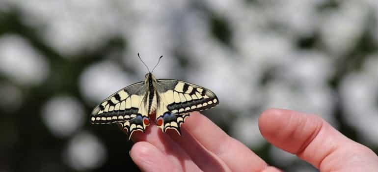 A person holding a butterfly 