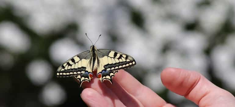 A person holding a butterfly