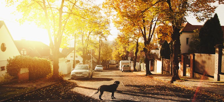 A dog on the street 