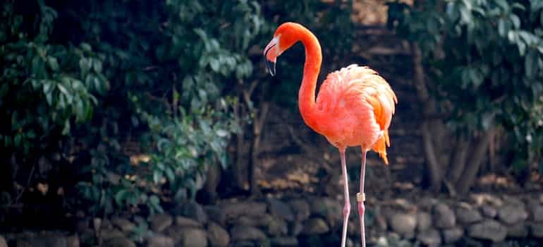 A flamingo in one of the places to visit in Broward County