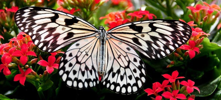 Butterfly in the garden