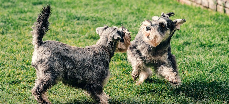 Two dogs in the park 