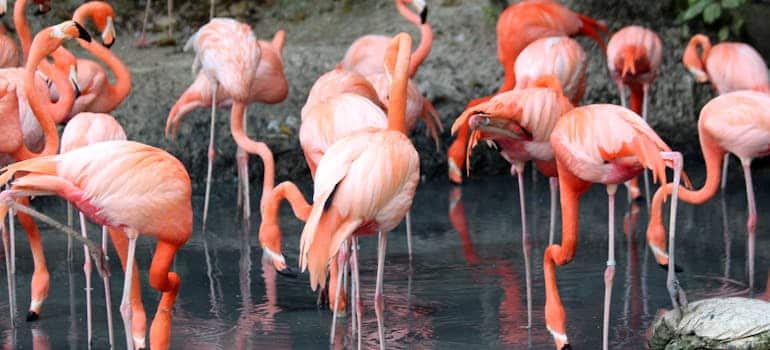 A flock of flamingo